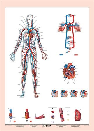 Tanulói munkalap, A4, STIEFEL "Vérkeringés" - Image 2
